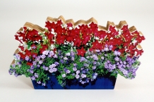 images/productimages/small/bloemetjes.jpg